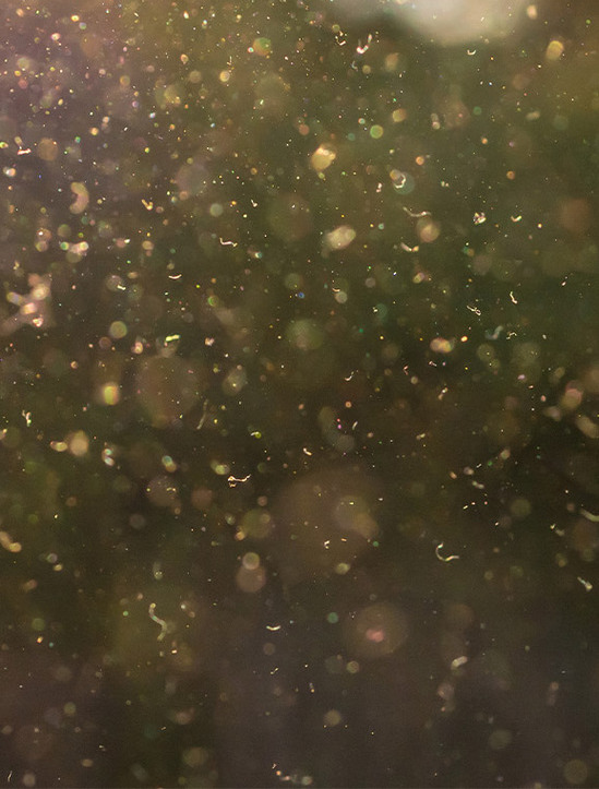 photo of pollen in the air