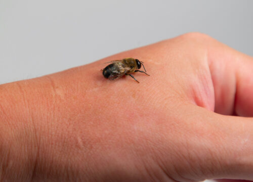 Photo of a bee on a person's hand